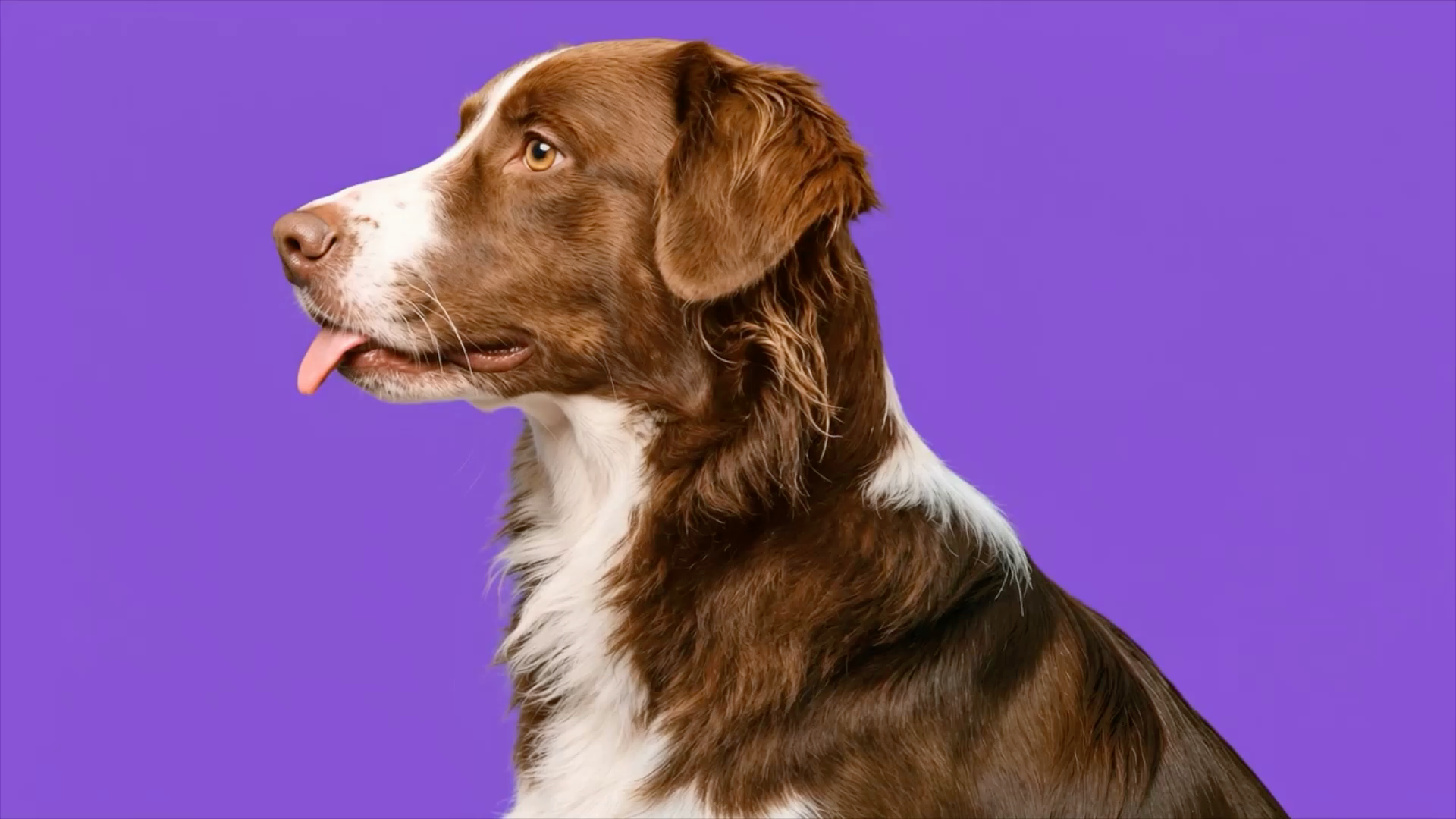 Preview for Dog Day: Celebrate Joy