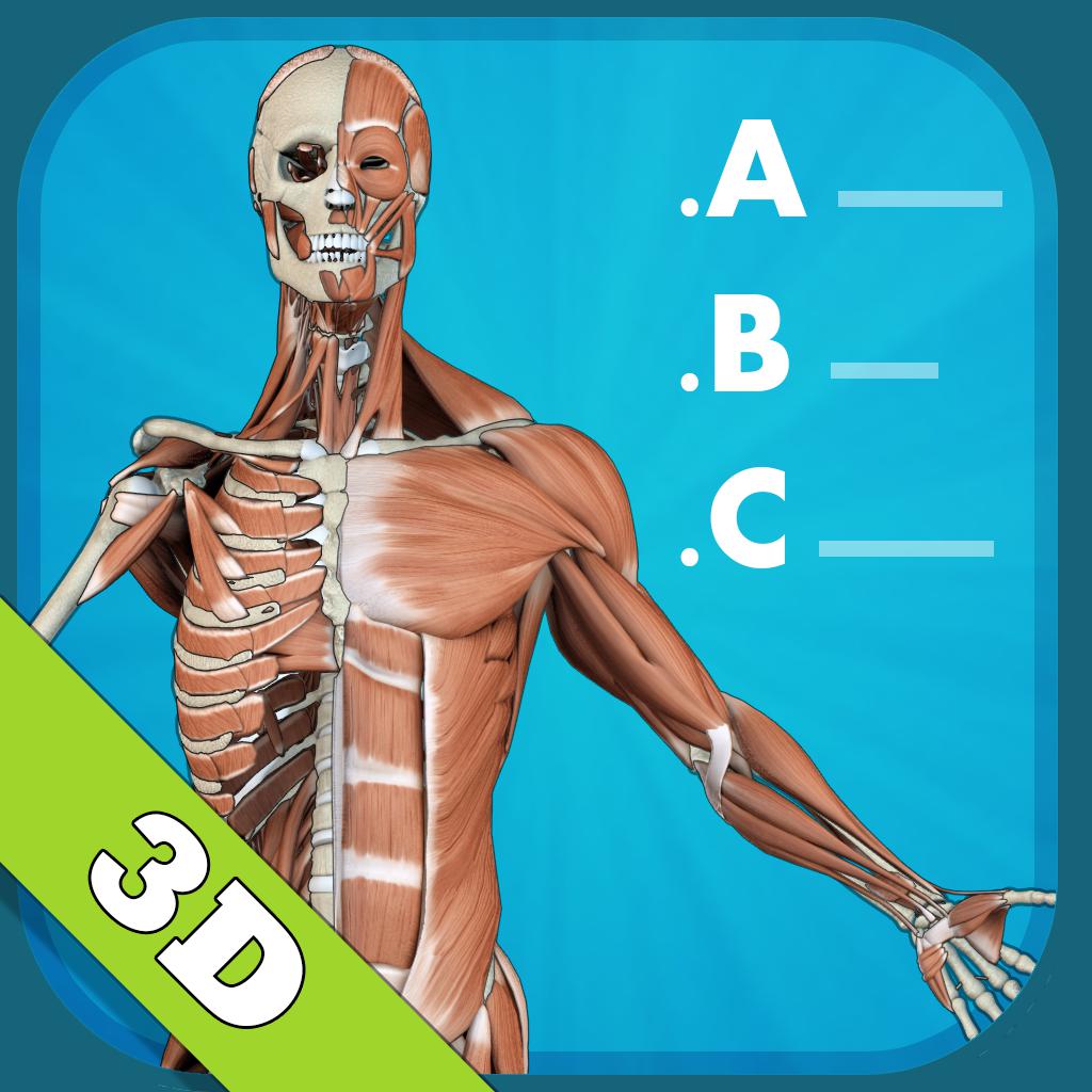 Anatomy Quiz - muscles and bones 