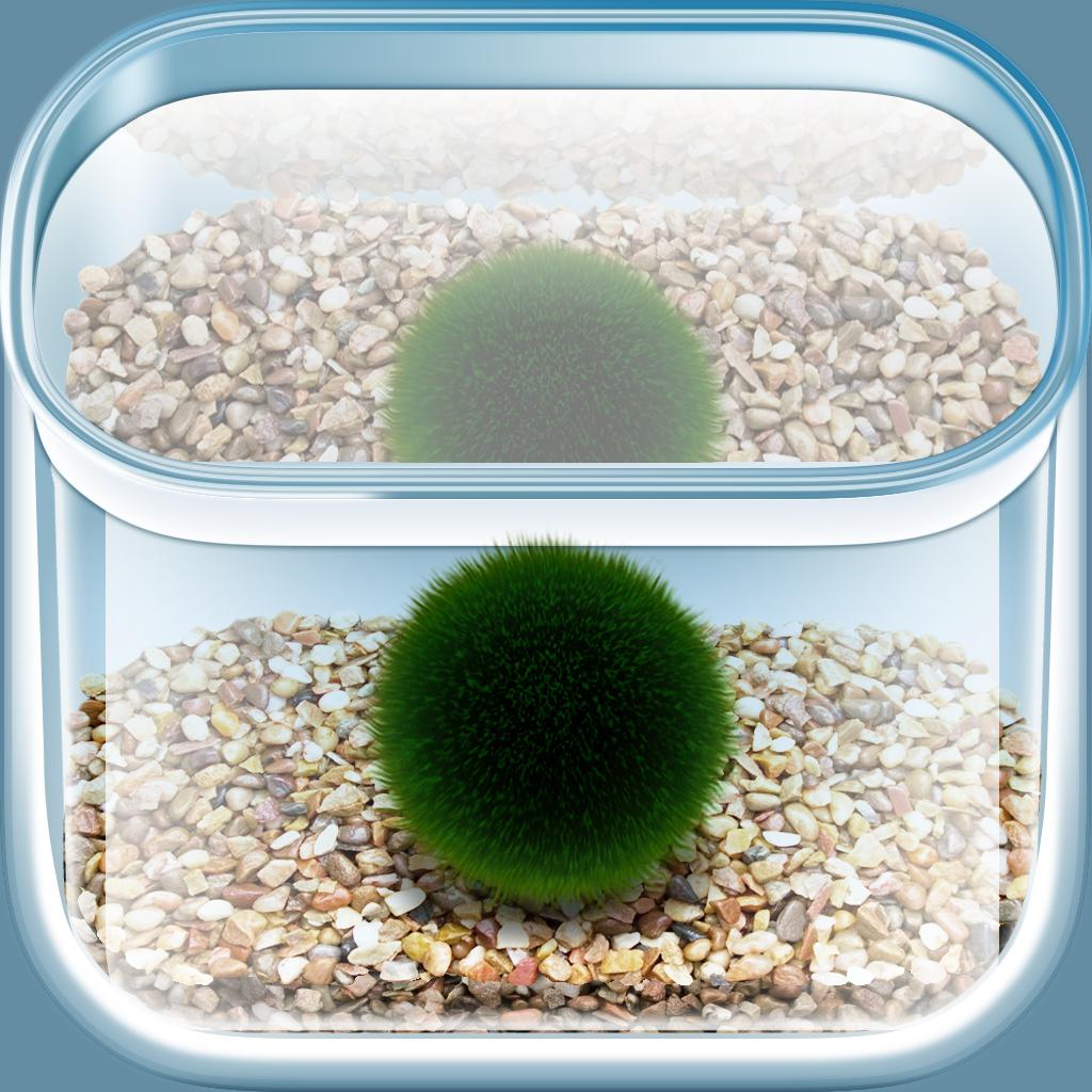 Marimo aso